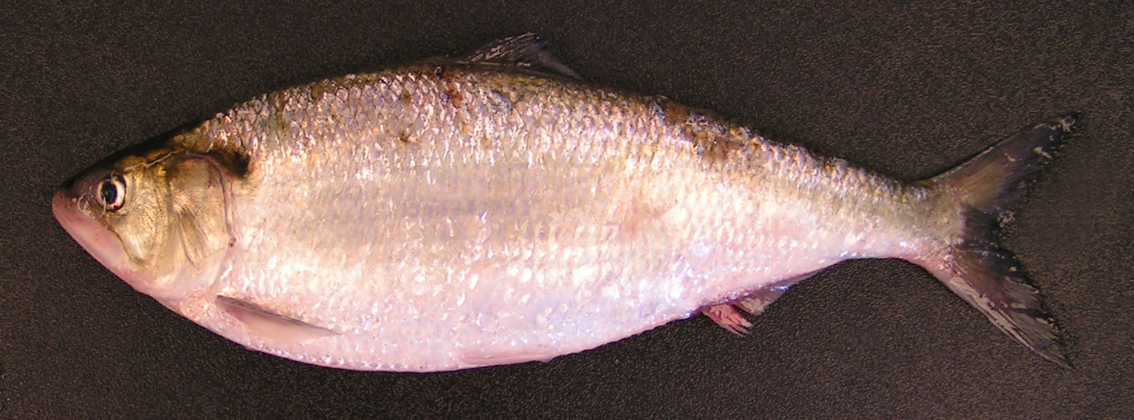 Female adult American shad